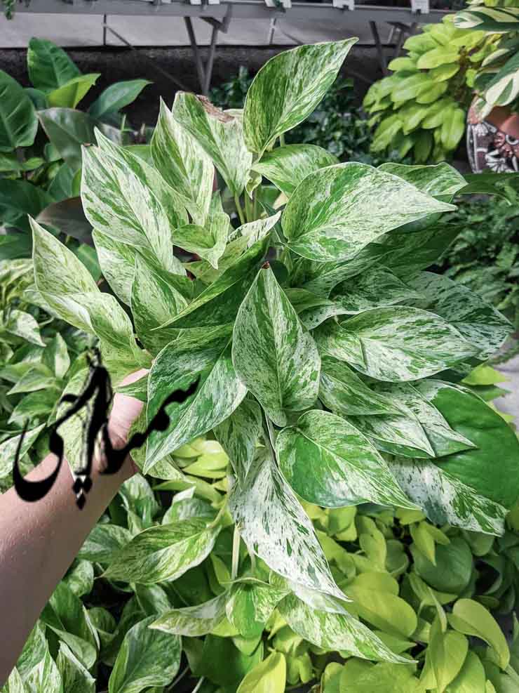Marble Queen